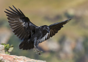 raven landing