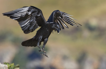 raven