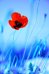 Obrazy na Plexi  Łąka z kwiatami maku
