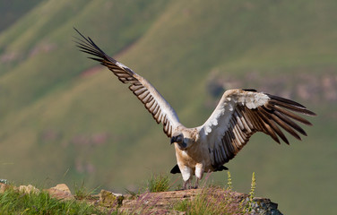 cape vulture