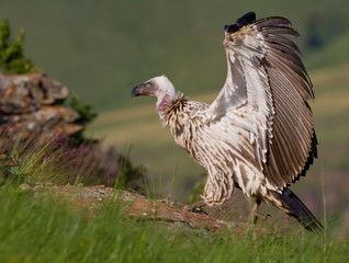 cape vulture