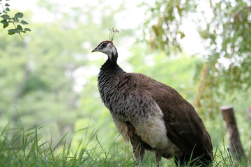 Peacock