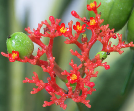 fleurs de la plante corail, jatropha podagrica