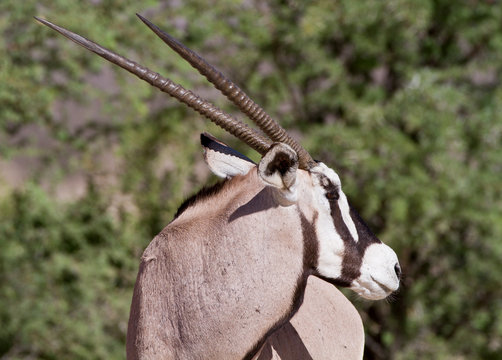รูปภาพGazella เลือกดูภาพถ่ายสต็อก เวกเตอร์ และวิดีโอ60,067 Adobe Stock