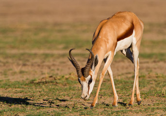 springbok