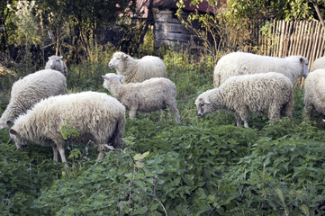 Fototapeta premium Sheep grazing