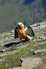 El quebrantahuesos