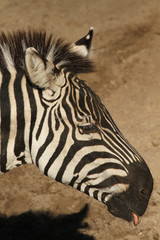 Zebra sticking out its tongue