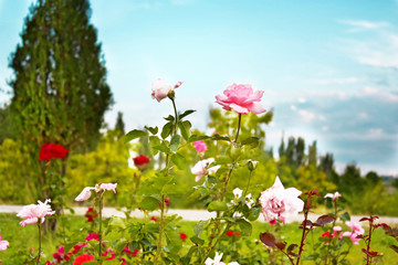 Color landscape of Roses