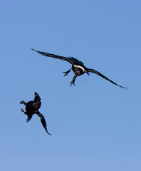 two ravens playing