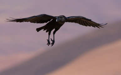 Obraz premium raven in mid air