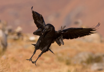 raven landing