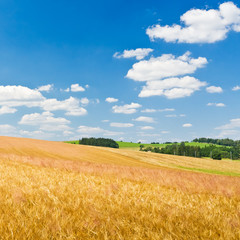 agriculture landscape