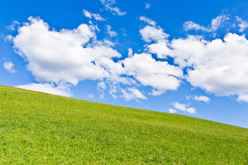 Obraz premium green field