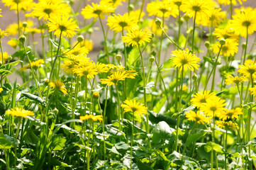 Frühlingsmargeriten 2