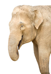 Obraz premium elephant