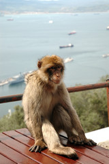 Wild Barbary Ape on the rock of Gibraltar