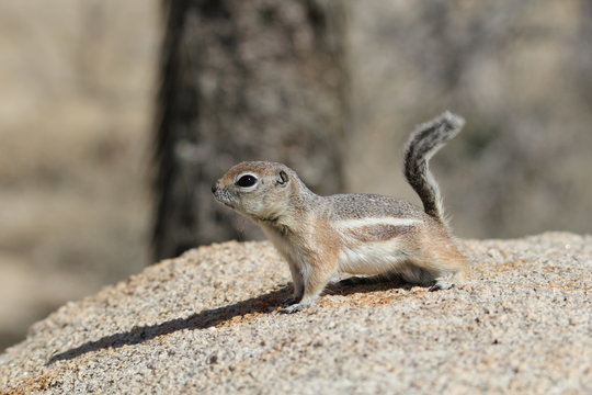 &eacute;cureuil antilope 4