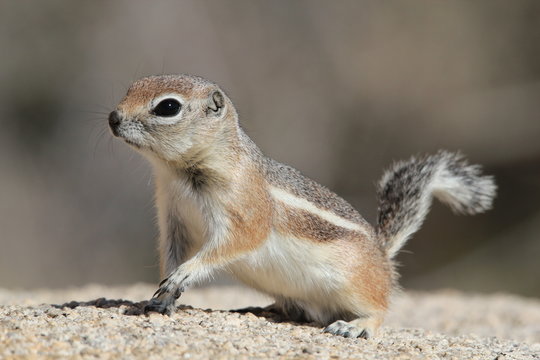 &eacute;cureuil antilope