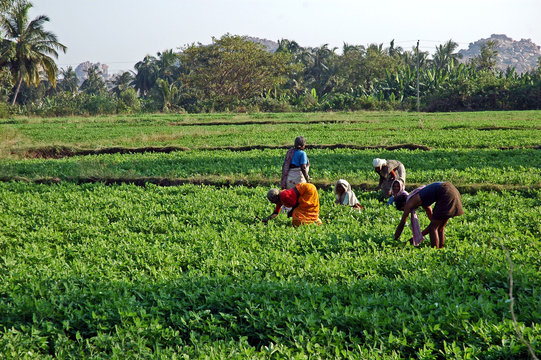 India Del Sud, Donne Al Lavoro