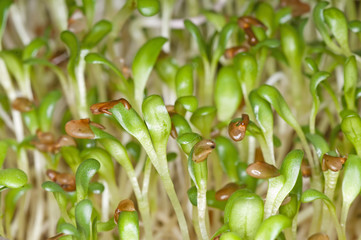 Alfalfa-Sprossen