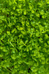 Obraz premium garden cress