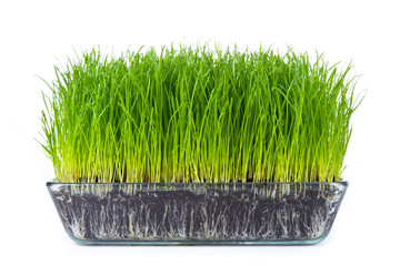 grass with soil