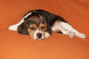 Cagnolino © Buffy1982