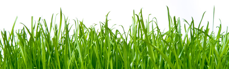 Fototapeta premium green grass
