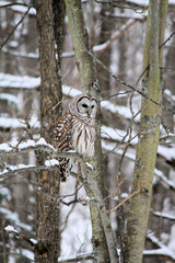 Barred Owl on Branch
