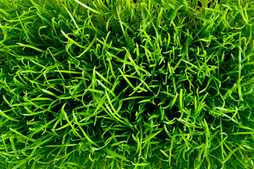 green grass