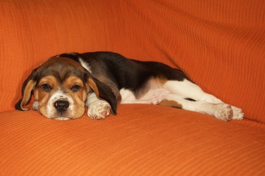 Beagle