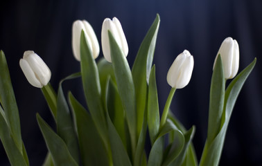 Obraz na płótnie Canvas les cinq tulipes sur fond