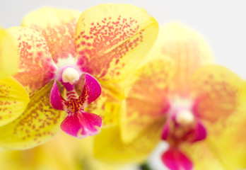 Fototapeta na wymiar phalaenopsis orchid flower