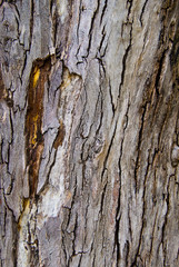Bark