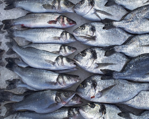 Obraz premium flathead mullets and silver sea breams at the central market