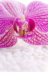 rosa orchidee auf weißen steinen