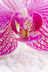 rosa orchidee auf wei&szlig;en steinen