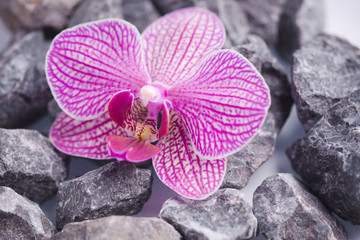 rosa orchidee auf grauen steinen