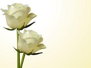 Ivory roses
