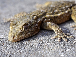 gécko gekko lézard reptile