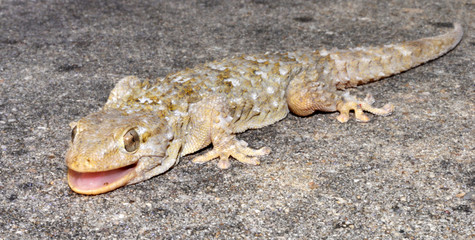 gécko gekko reptile lézard
