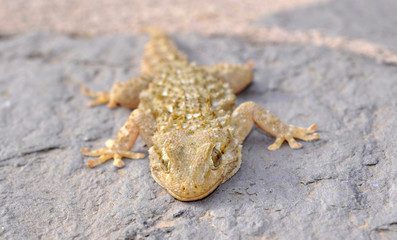 reptile lézard gécko gekko