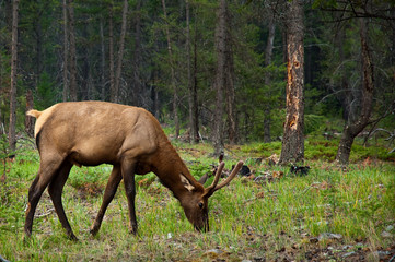 Young male Elk grazing on grass in forest