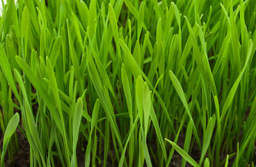 Fototapeta na wymiar Spring grass texture