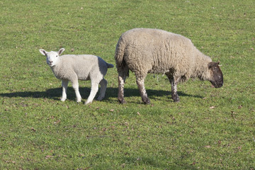 Obraz na płótnie Canvas ewe and lamb