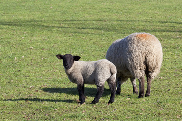 Fototapeta premium ewe and lamb 2