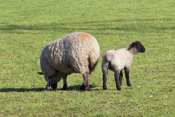Obraz premium ewe and lamb 3