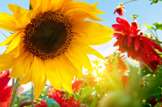 Spring Flowers, Sunflowers In The Sunny Garden