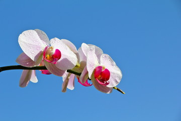 orchideen
